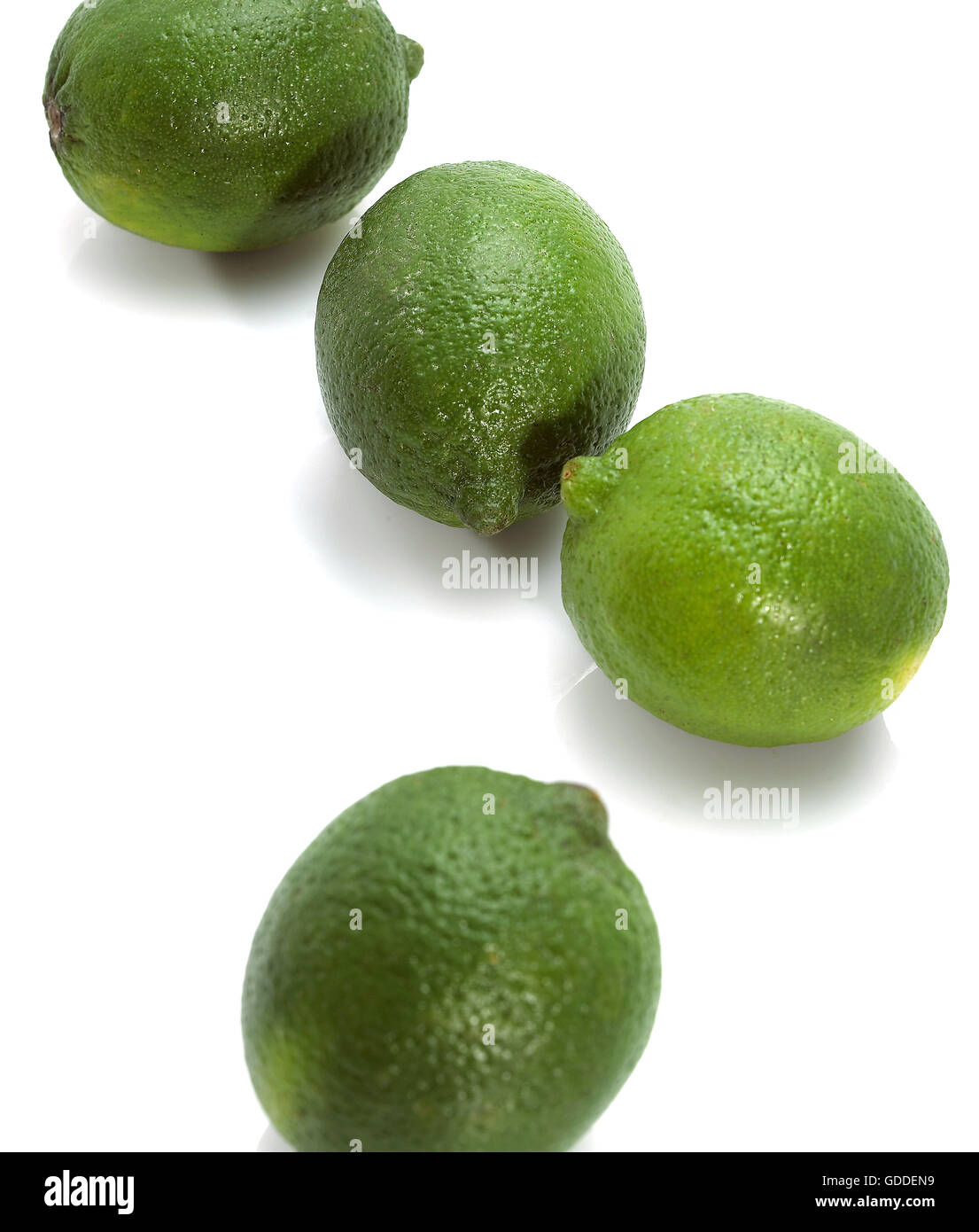 GRÜNE Zitrone citrus Aurantifolia vor weißem Hintergrund Stockfoto