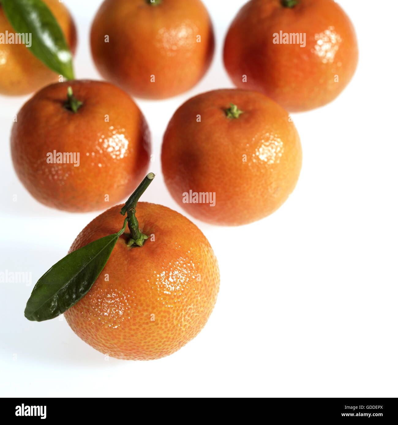 Clementine, citrus Reticulata, Obst vor weißem Hintergrund Stockfoto