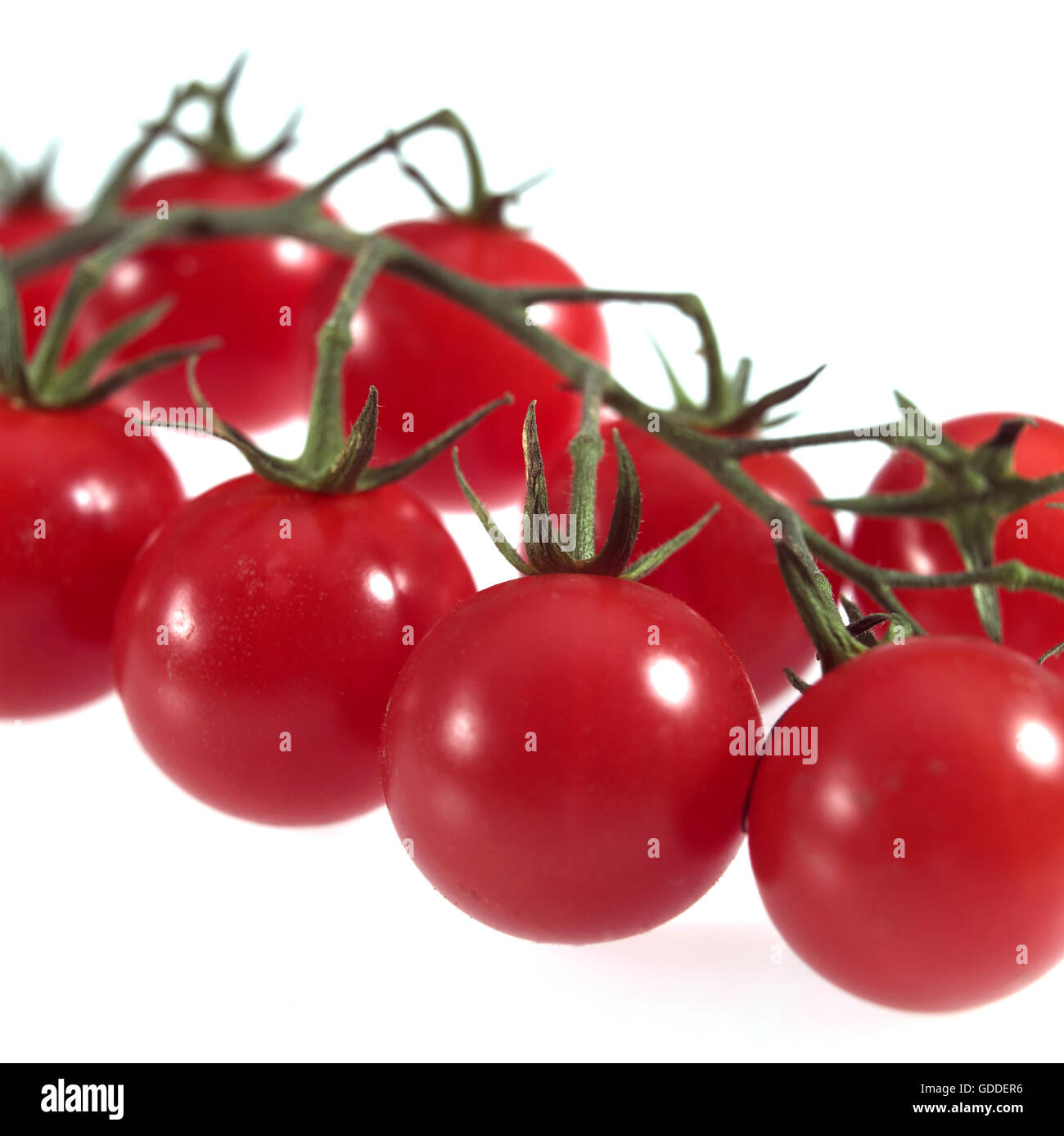 Cherry-Tomaten, Solanum Lycopersicum, Gemüse vor weißem Hintergrund Stockfoto