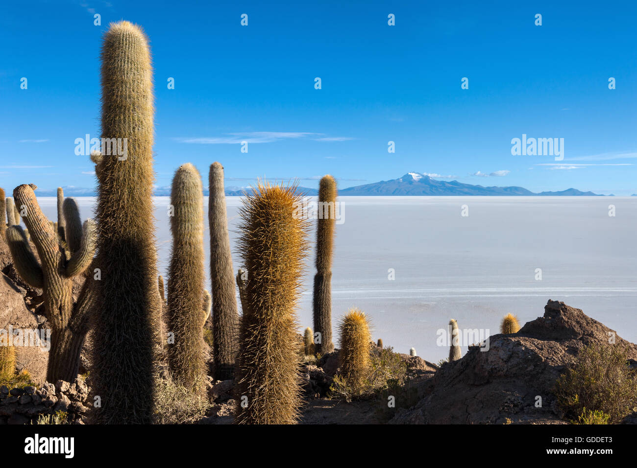 Kakteen, Bolivien, Altiplano Stockfoto