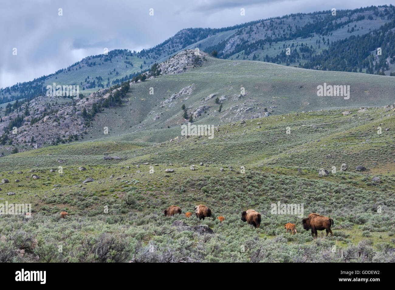 USA, Wyoming, Yellowstone, Nationalpark, UNESCO, Welterbe, Bison Herde in Lamar Valley Stockfoto