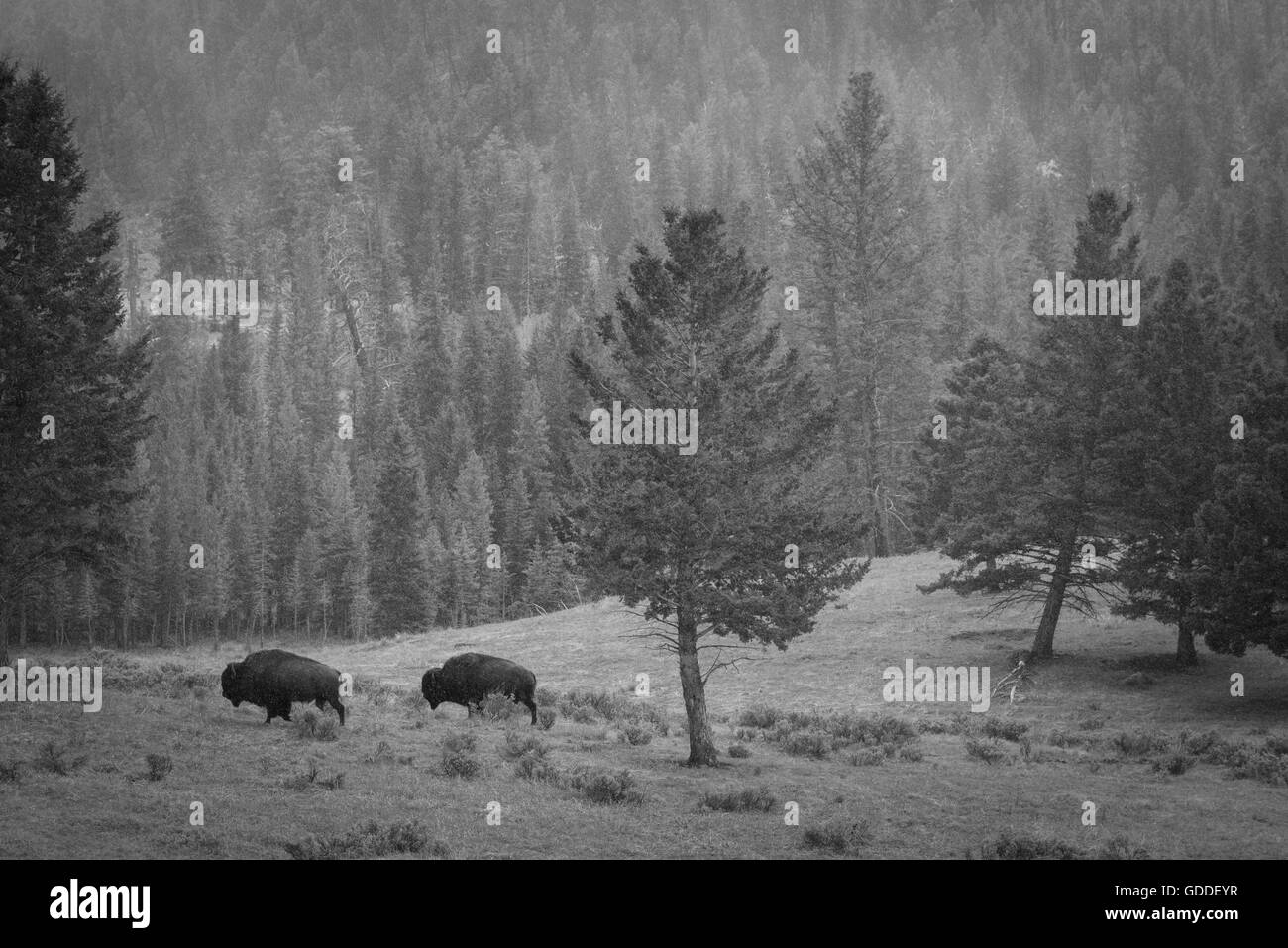 USA, Wyoming, Yellowstone, Nationalpark, UNESCO, Welterbe, Bison Bison Bison, Stockfoto