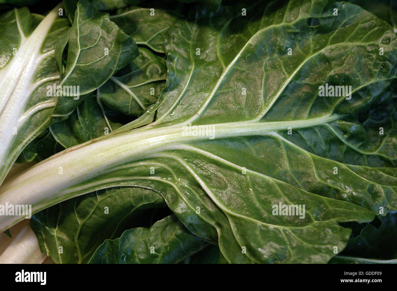 Mangold, Beta vulgaris Stockfoto