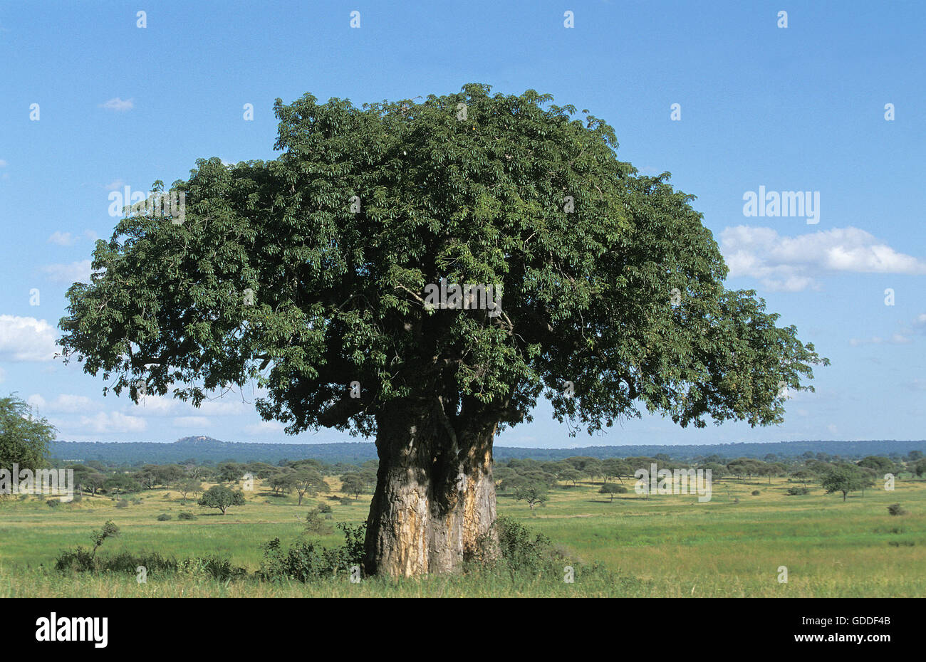 Baobab in Savanne, Tarangire Park in Tansania Stockfoto