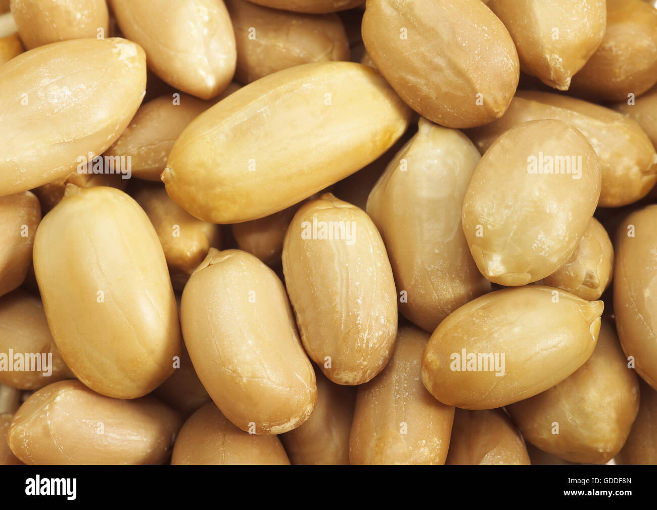 Erdnüsse, Arachis hypogaea Stockfoto