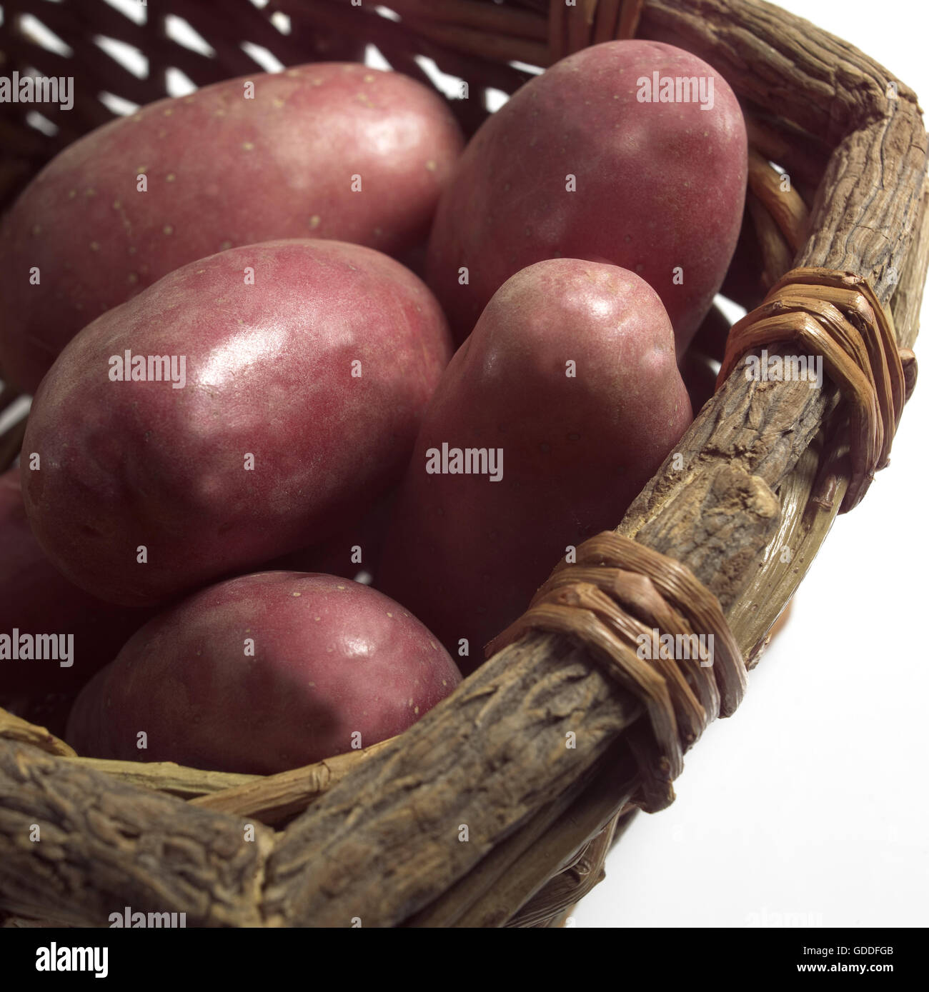 Roseval Kartoffel, Solanum Tuberosum, Gemüse im Korb Stockfoto
