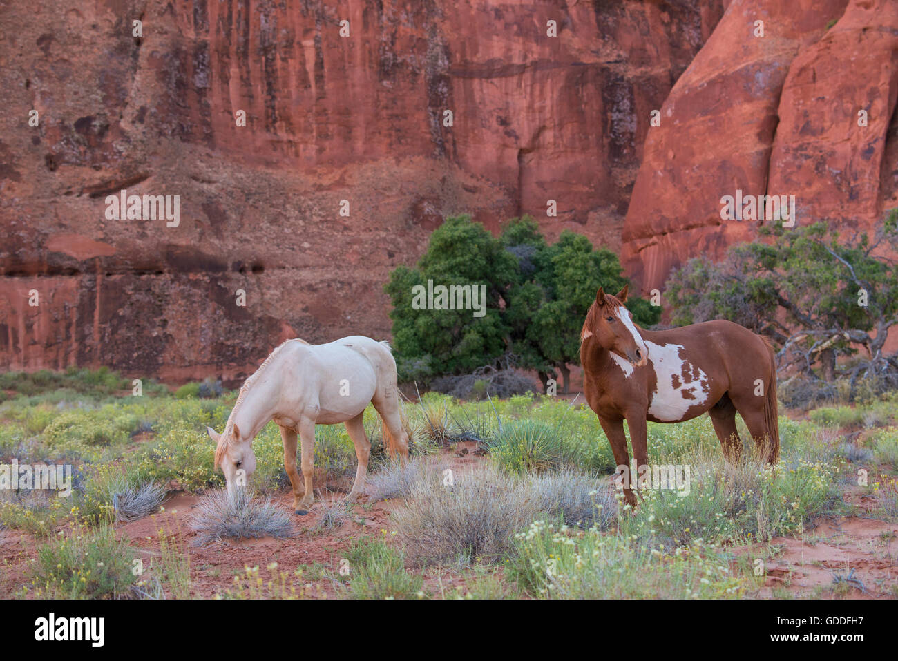 USA, Südwesten, Arizona, Navajo Indian Reservation, Monument Valley Tribal Park, Pferd, Pferde, Pony, indisch Stockfoto