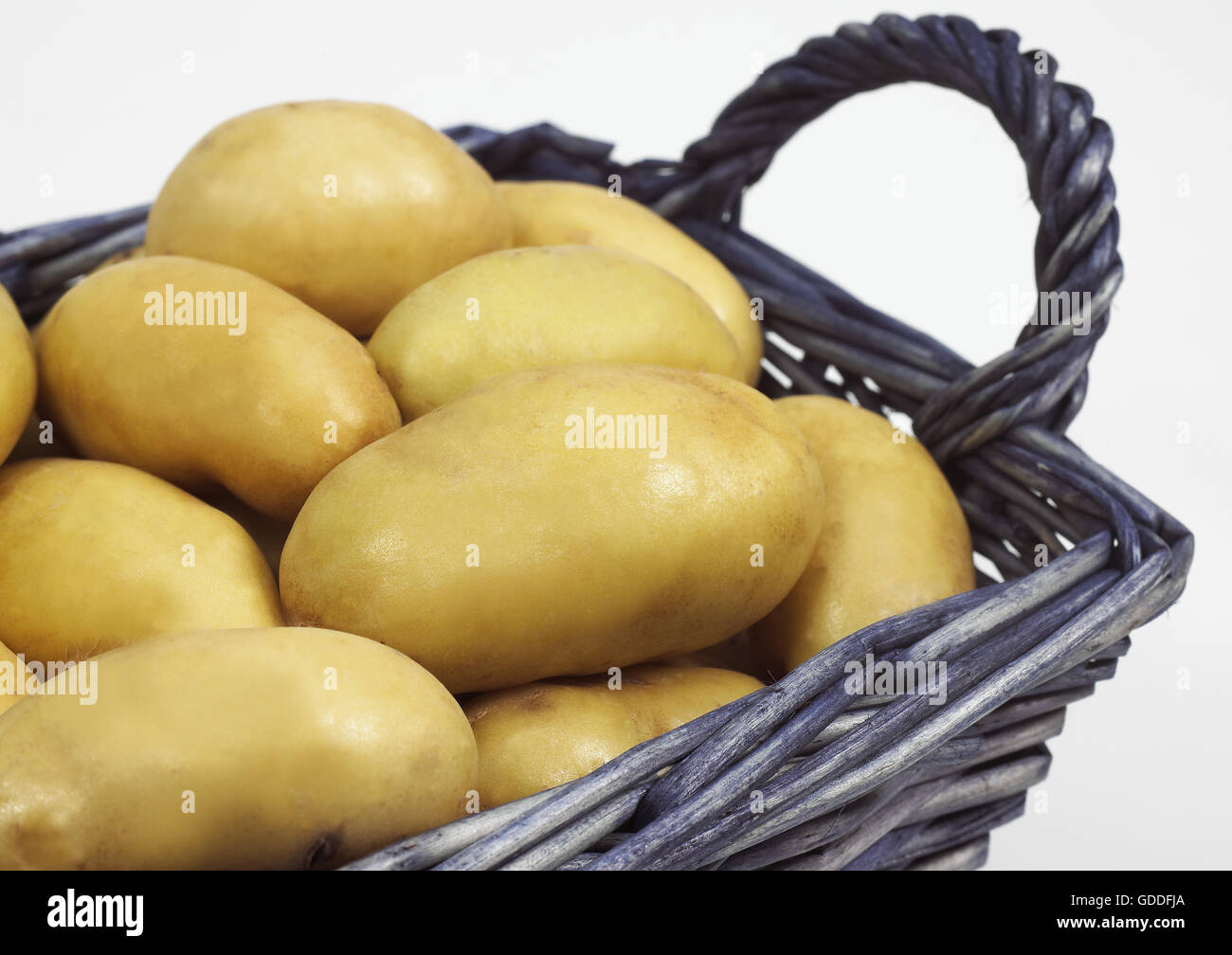 Charlotte-Kartoffeln, Solanum Tuberosum, Gemüse vor weißem Hintergrund Stockfoto