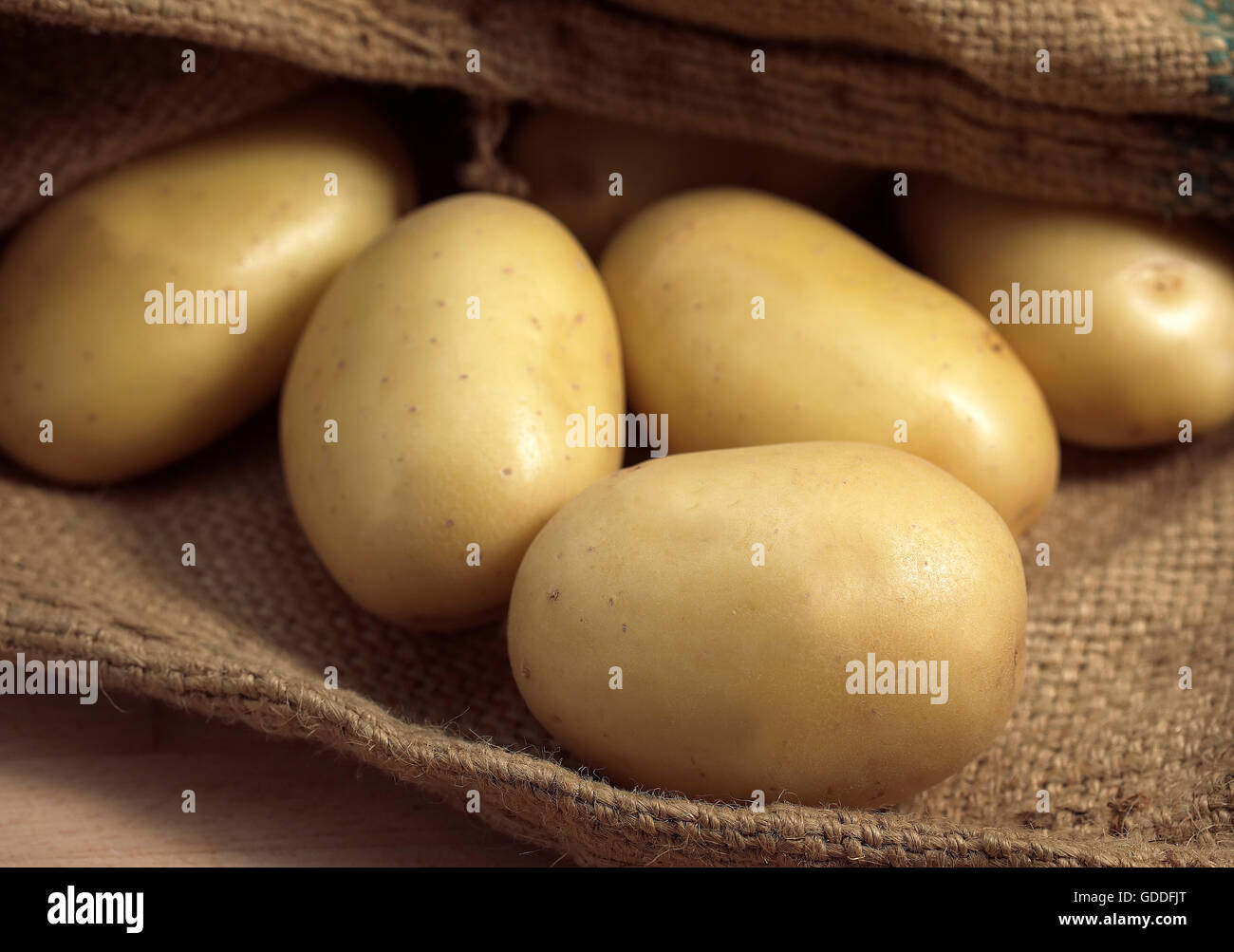 Mona Lisa Potato, Solanum tuberosum Stockfoto
