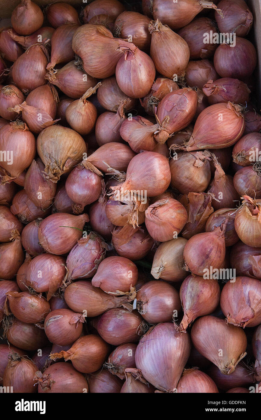 Shallotts, Allium Escalonicum am Gemüsemarkt Stockfoto