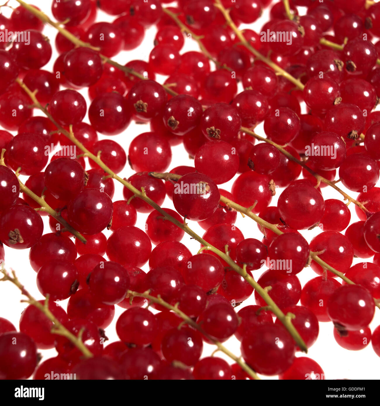 Johannisbeeren, Ribes Rubrum, Früchte vor weißem Hintergrund Stockfoto