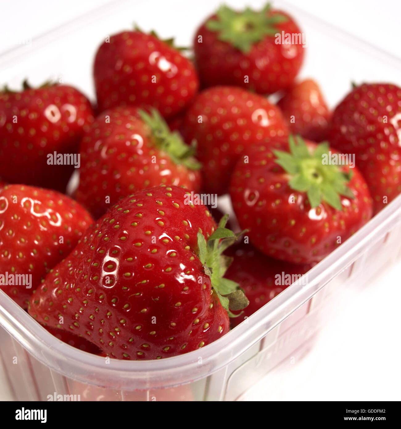 Erdbeeren, Fragaria Vesca, Früchte vor weißem Hintergrund Stockfoto