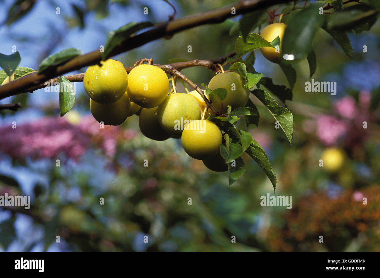 Kirsche-PFLAUMENBAUM Prunus Insititia, Normandie Stockfoto