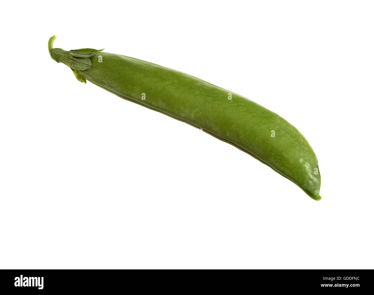 Garten-Erbsen Pisum Sativum vor weißem Hintergrund Stockfoto