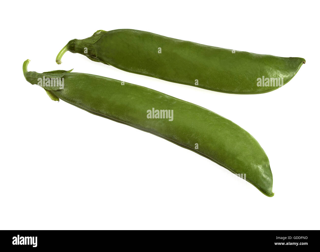 Garten-Erbsen Pisum Sativum vor weißem Hintergrund Stockfoto