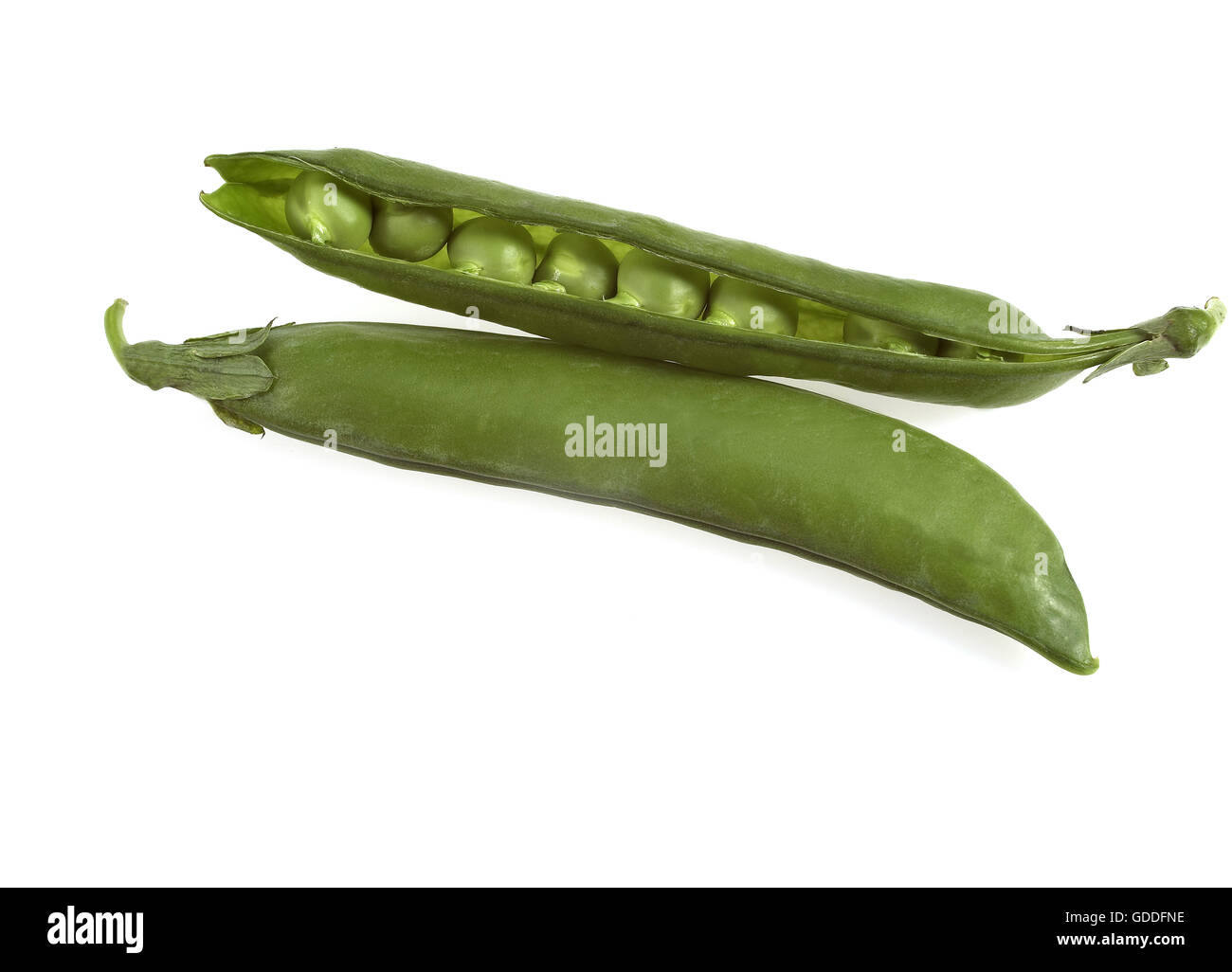 Garten Erbsen, Pisum Sativum, Gemüse vor weißem Hintergrund Stockfoto