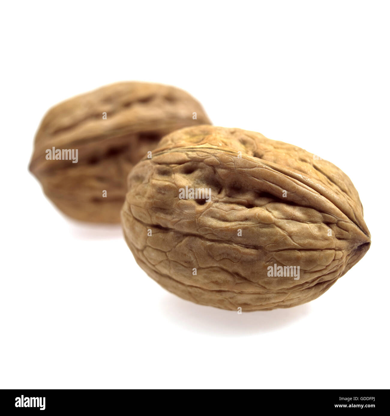 Walnuss, Juglans Regia, Früchte vor weißem Hintergrund Stockfoto
