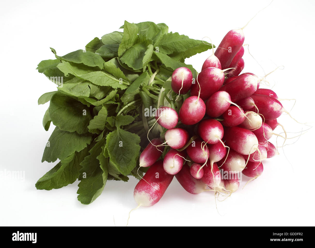 Rosa RETTICH Raphanus Sativus gegen mit Hintergrund Stockfoto