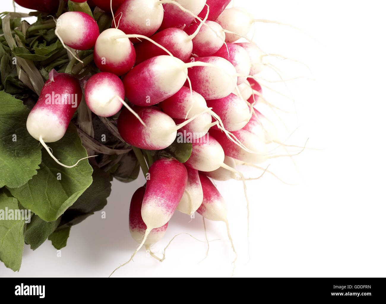 Rosa Rettich Raphanus Sativus, Gemüse vor weißem Hintergrund Stockfoto