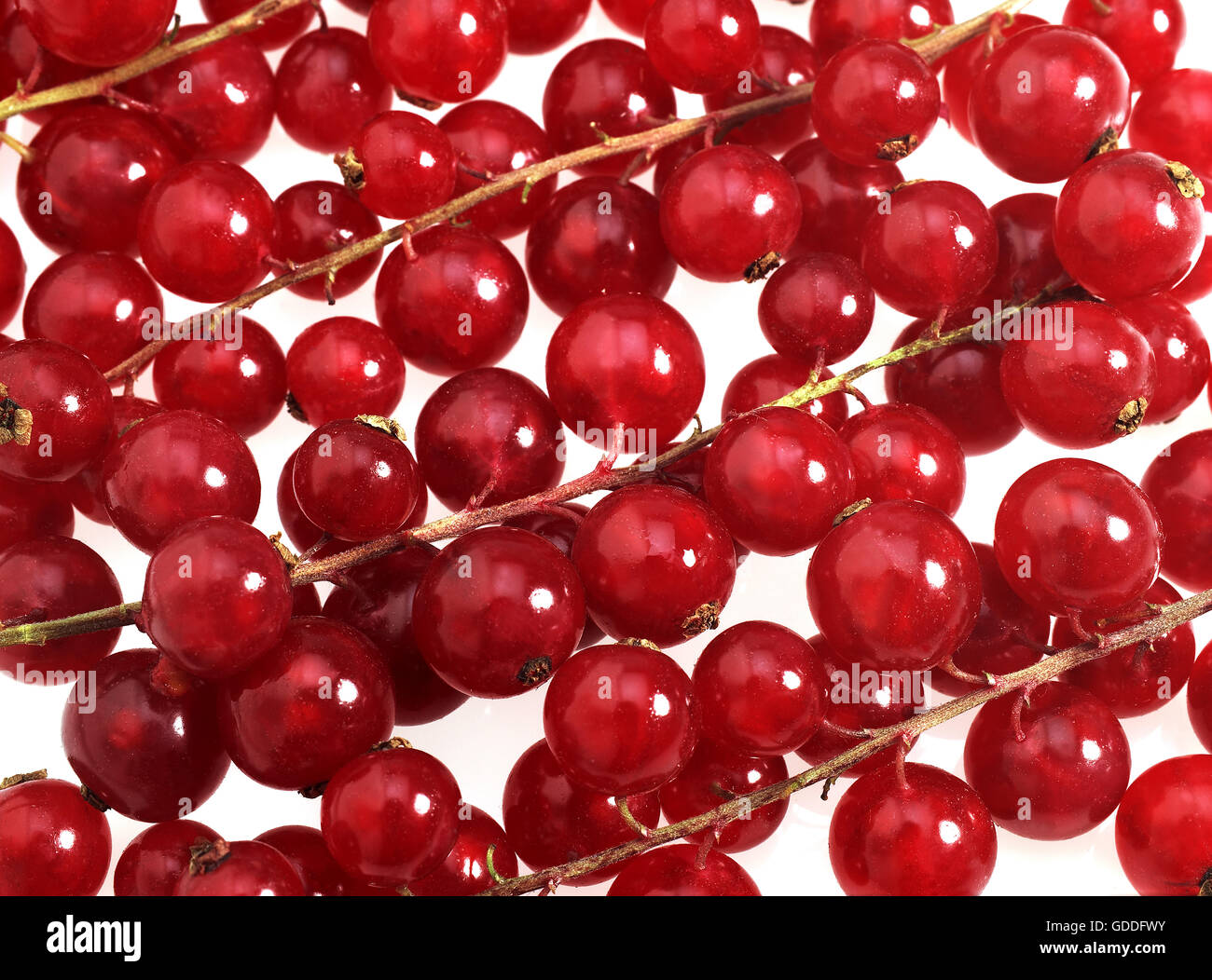 Johannisbeeren, Ribes Rubrum, Früchte vor weißem Hintergrund Stockfoto