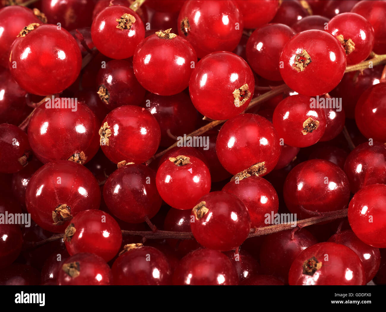 Rote JOHANNISBEEREN Ribes Rubrum ON Marktstand Stockfoto