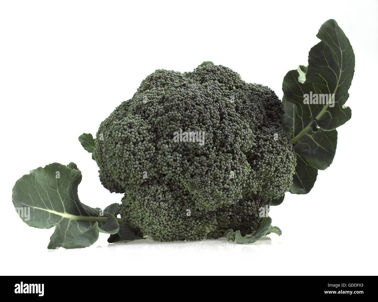 BROCCOLI-KOHL VOR WEIßEM HINTERGRUND Stockfoto