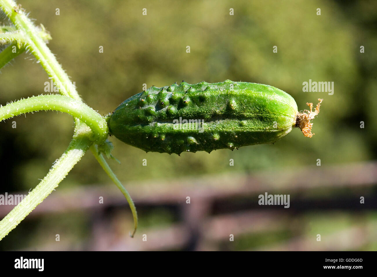 Gurke oder Gurke, Cucumis Sativus, Gemüsegarten in der Normandie