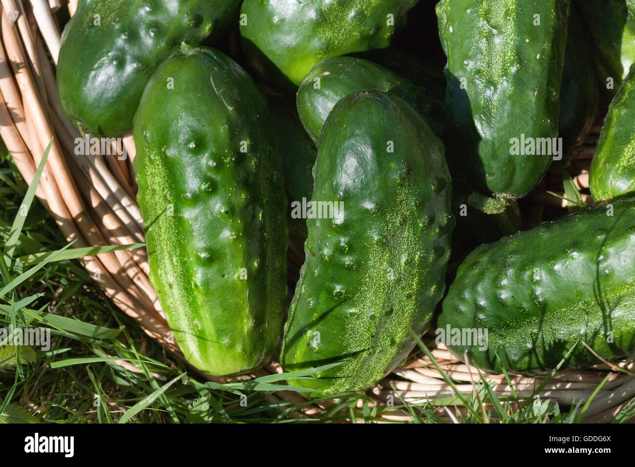 Gurke oder Gurke, Cucumis Sativus, Gemüsegarten in der Normandie