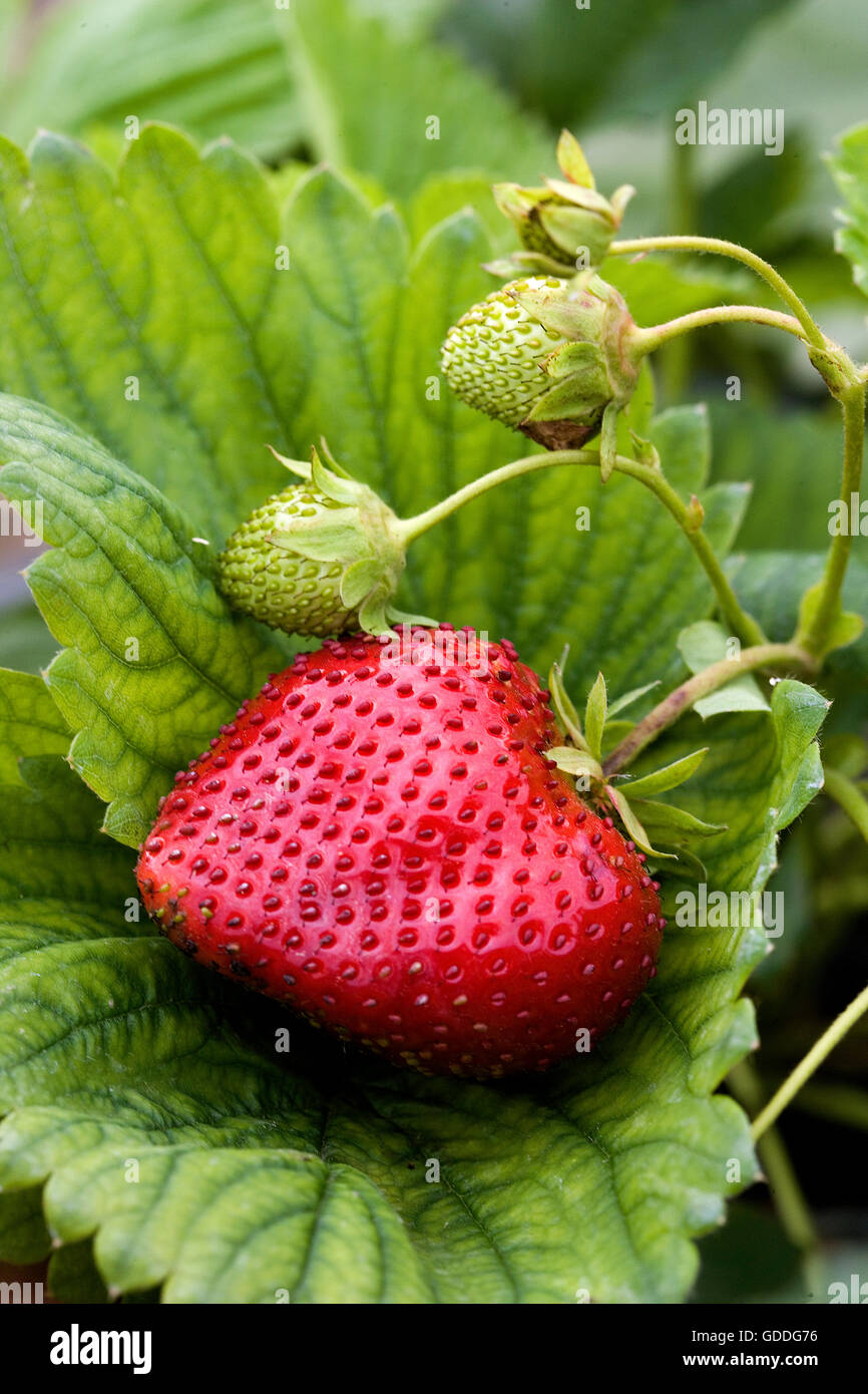Erdbeere, Fragaria Vesca, Garten in der Normandie Stockfoto