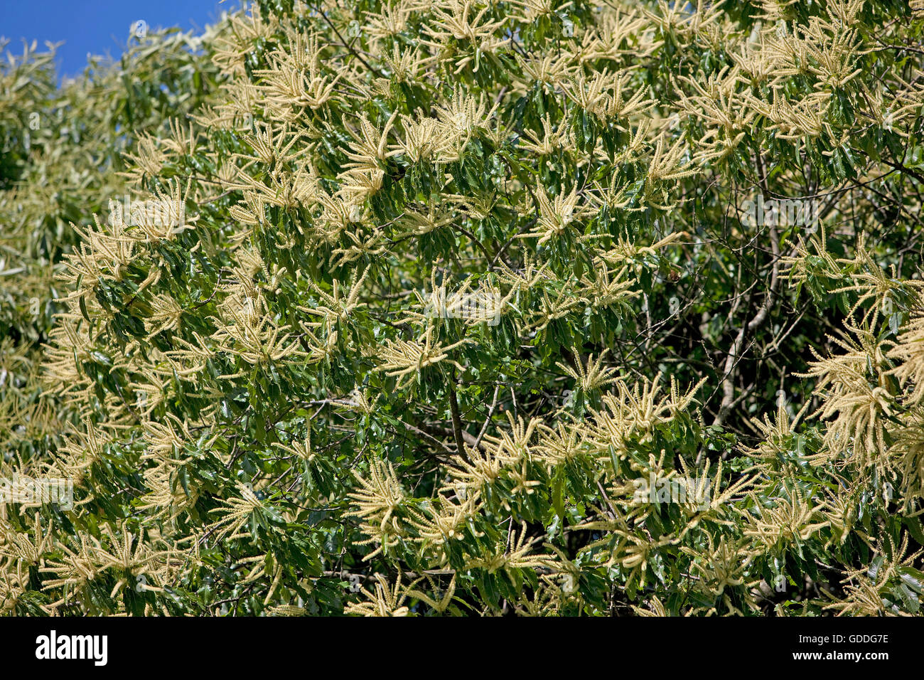 Sweet Chestnut Tree, Castanea Sativa, Blütezeit, Vendee in Frankreich Stockfoto