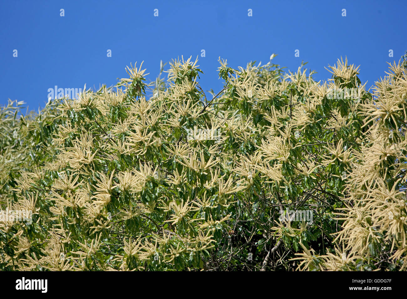 SWEET-Kastanie Castanea Sativa, VENDEE IN Frankreich Stockfoto