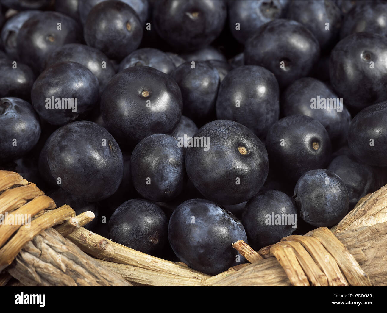 Heidelbeere oder Blaubeere Vaccinium sp IN A BASKET Stockfoto