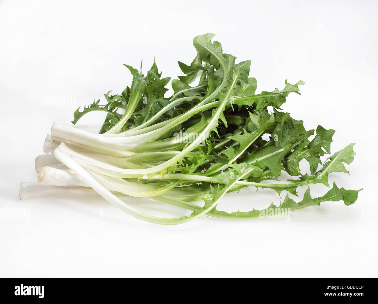 Löwenzahn, Taraxacum Officinale, Salat gegen weißer Hintergrund Stockfoto