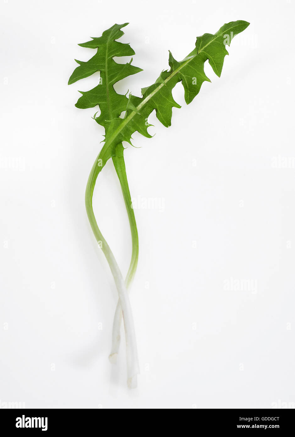 Löwenzahn, Taraxacum Officinale, Salat gegen weißer Hintergrund Stockfoto