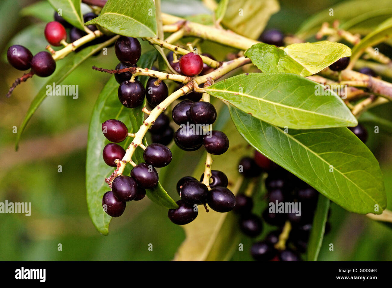 Kirschlorbeer oder Laurel-Kirsche, Prunus Laurocerasus, Baum in der Normandie Stockfoto
