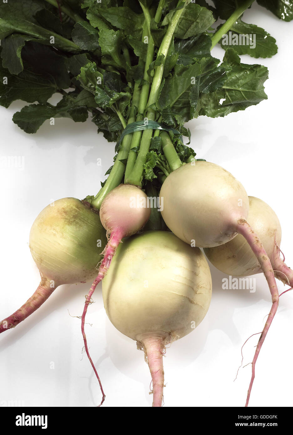 Rüben, Brassica Rapa, Gemüse vor weißem Hintergrund Stockfoto