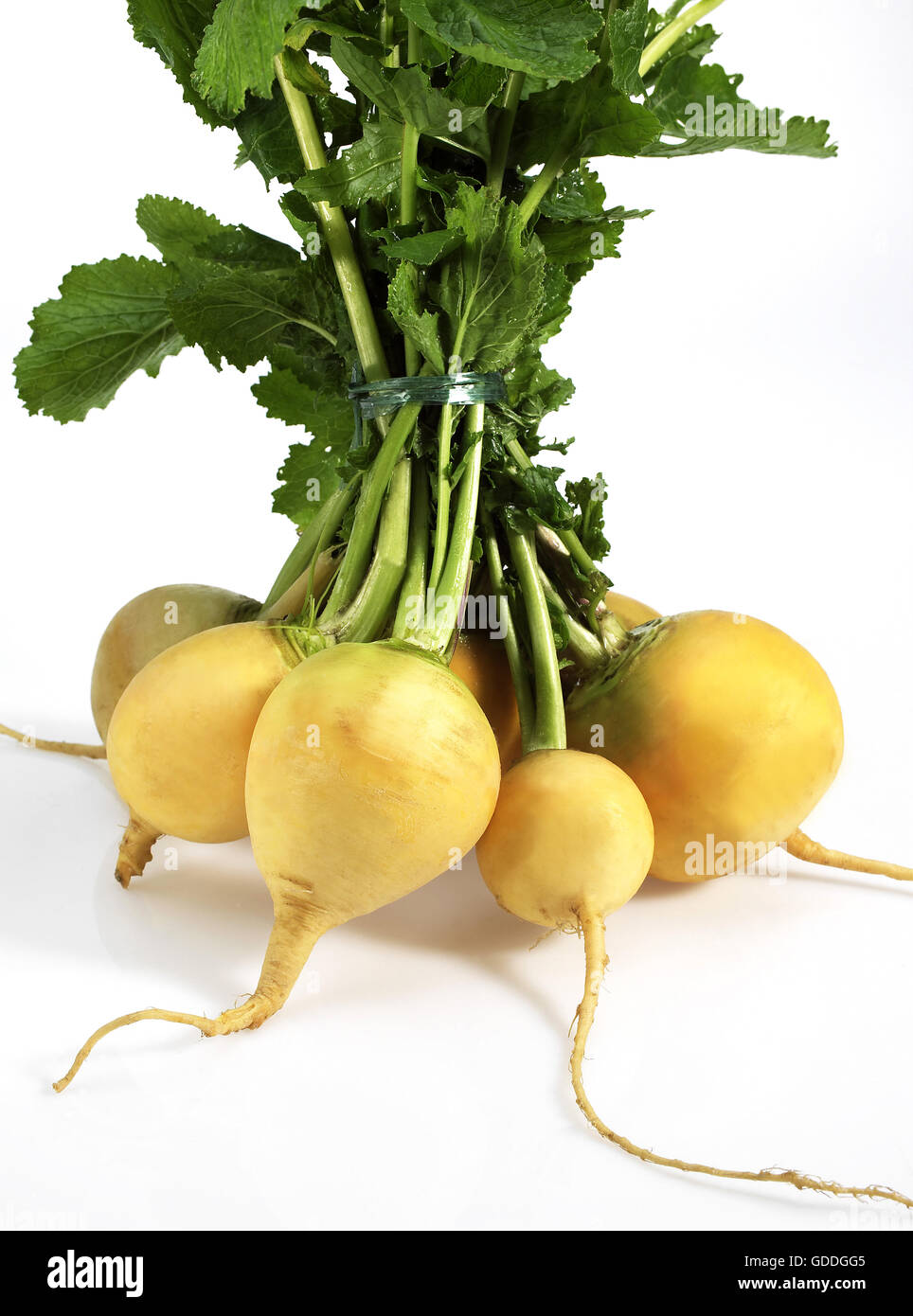 Golden Ball Rübe, Brassica Rapa, Gemüse vor weißem Hintergrund Stockfoto
