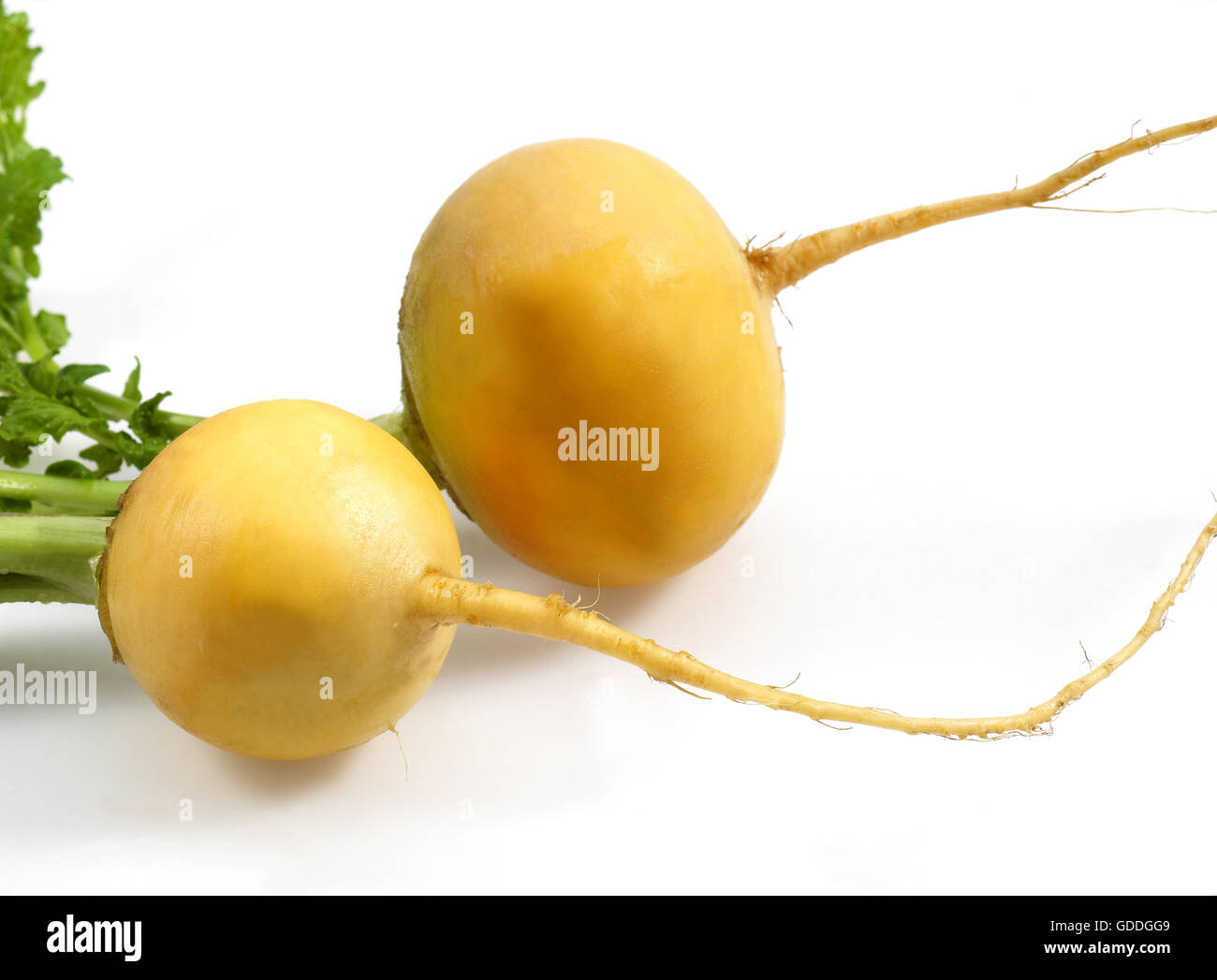 Golden Ball Rüben, Brassica Rapa, Gemüse vor weißem Hintergrund Stockfoto