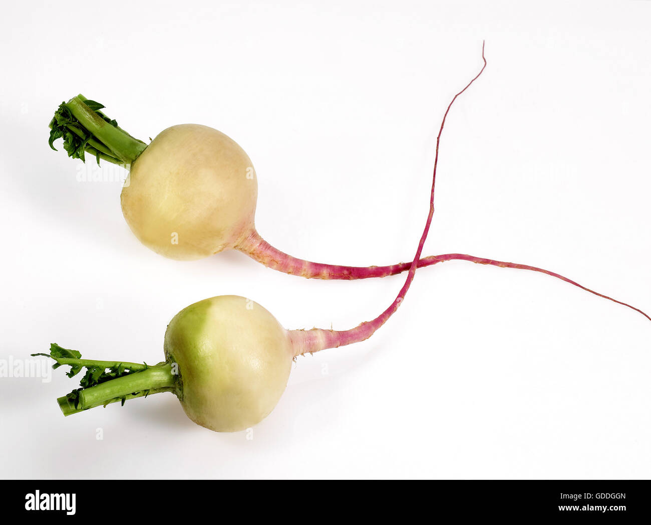 Rüben, Brassica Rapa, Gemüse vor weißem Hintergrund Stockfoto