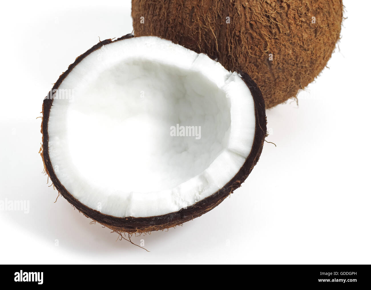 Kokosnuss, Cocos Nucifera, Obst vor weißem Hintergrund Stockfoto