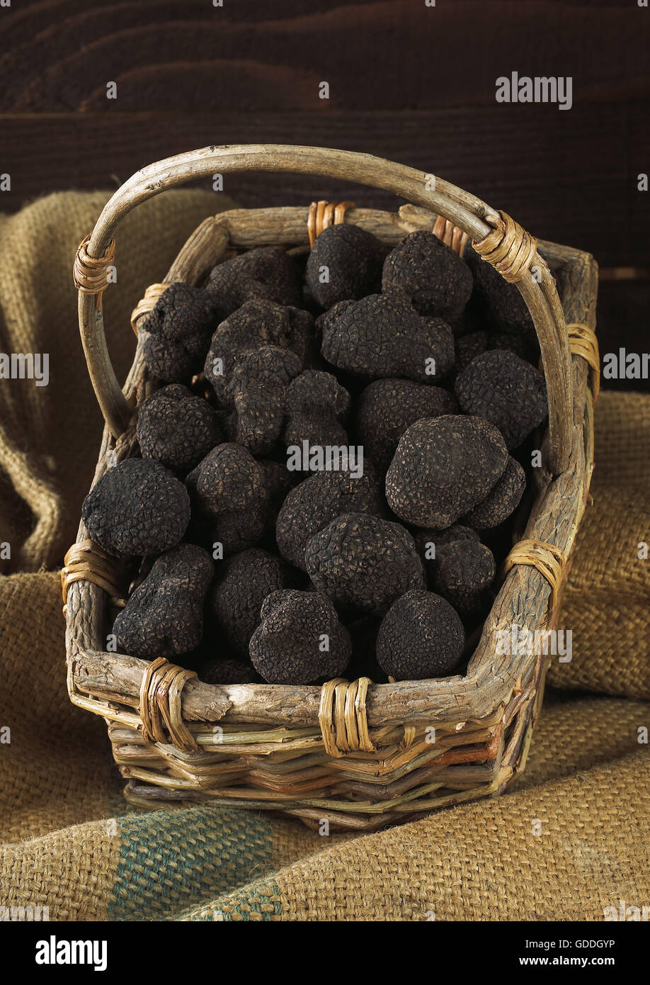 Perigord Trüffel, Tuber Melanosporum, Pilze auf Lalbenque Markt, viel im Süden Frankreichs Stockfoto