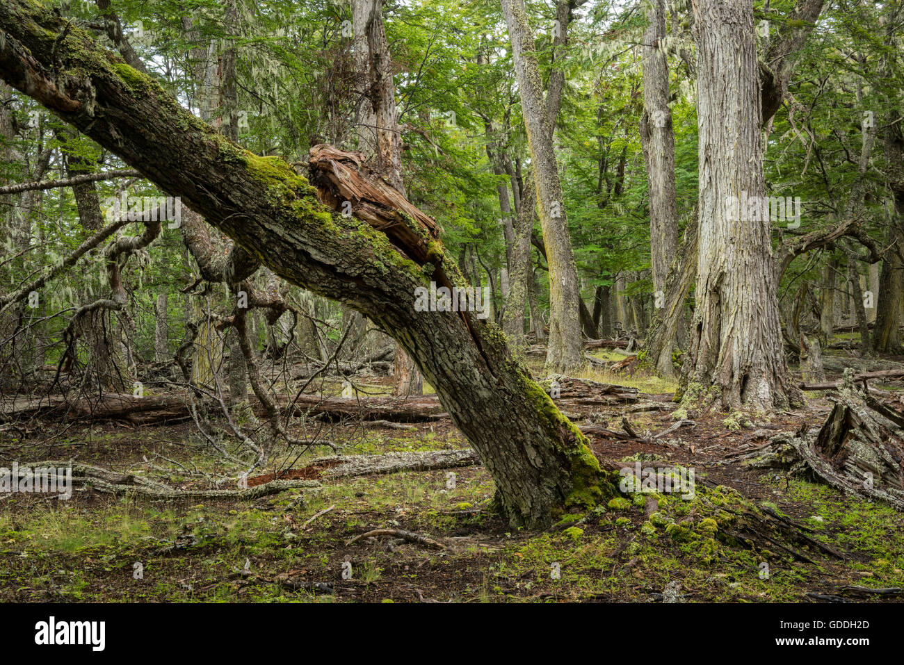 Süd-Amerika, Feuerland, Argentinien Estancia Rolito, Urwald Stockfoto