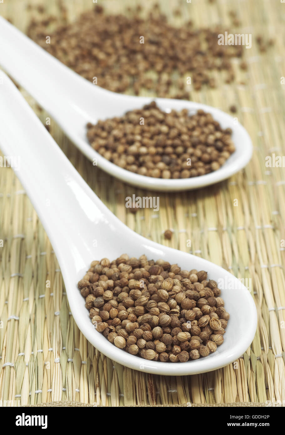 KORIANDERSAMEN Coriandrum Sativum IN A SPOON Stockfoto