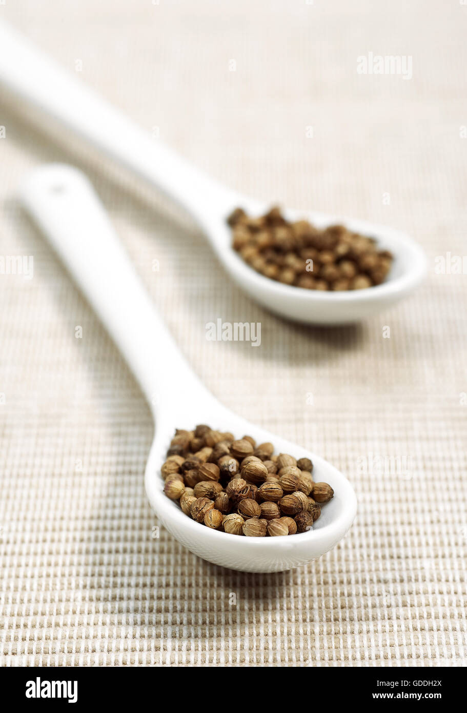 KORIANDERSAMEN Coriandrum Sativum IN A SPOON Stockfoto