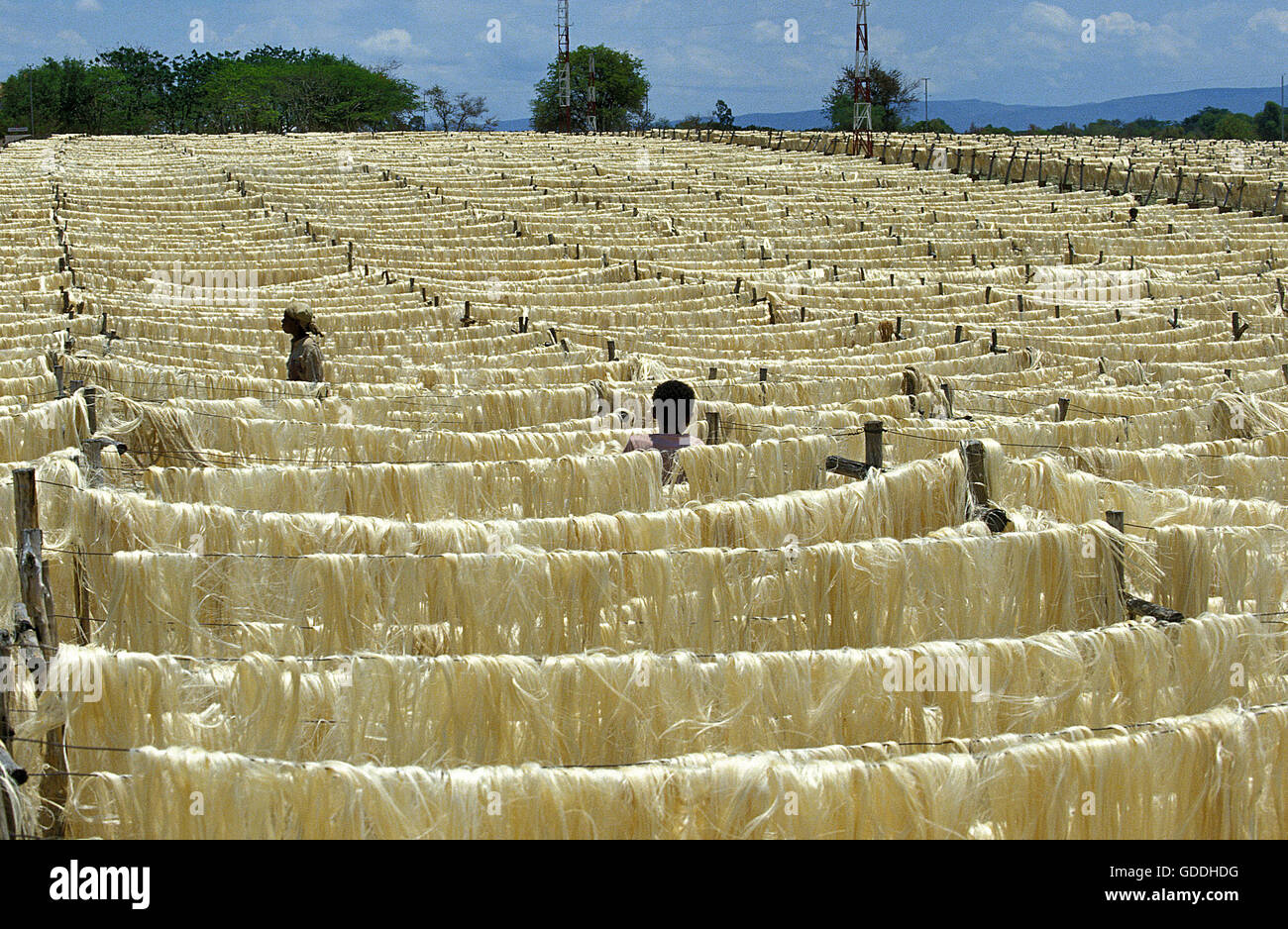 Seil des Sisal Agave Sisalana, trocknen Fasern, Fabrik in Fort Dauphin auf Madagaskar Stockfoto