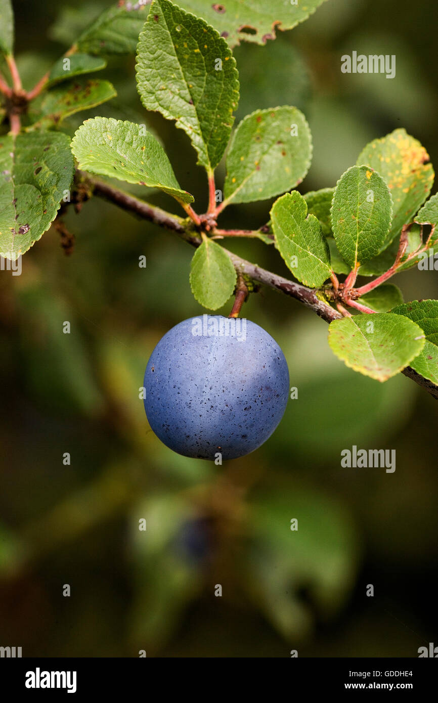 Quetsche Pflaume, Prunus Domestica, Früchte am Zweig in der Normandie Stockfoto