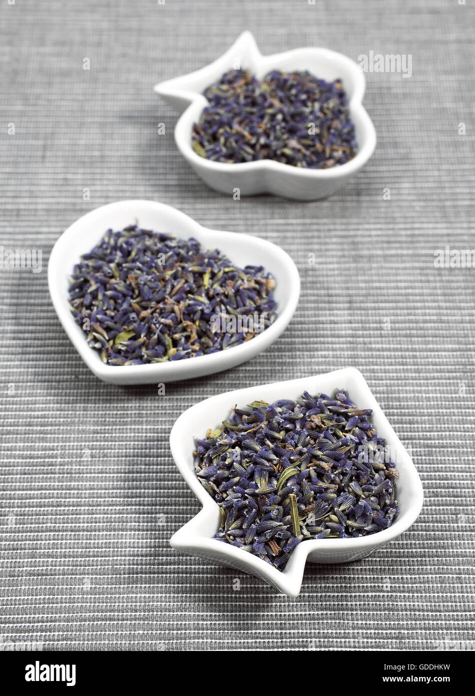 Lavendel, Lavandula sp, trockenen Blüten Stockfoto