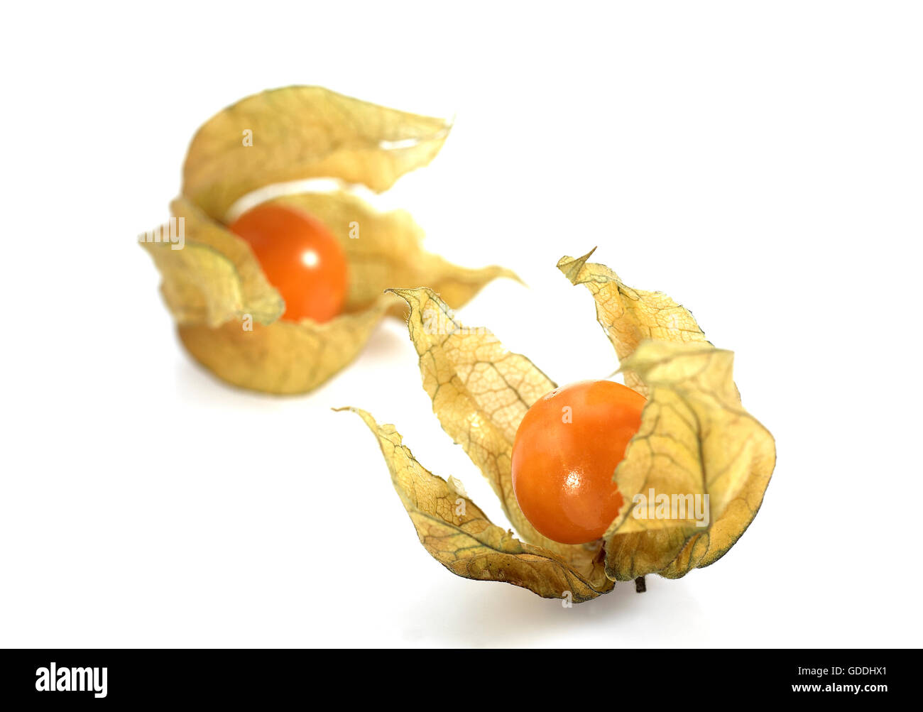 Chinesische Laterne Obst, Physalis Alkekenge, Früchte vor weißem Hintergrund Stockfoto