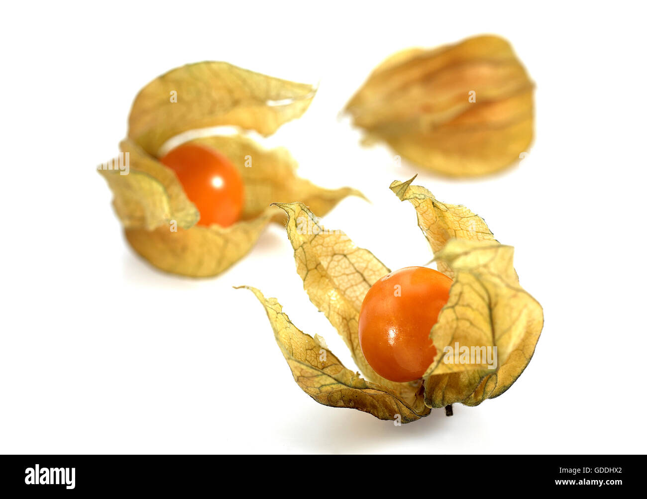 Chinesische Laterne Obst, Physalis Alkekengi, Früchte vor weißem Hintergrund Stockfoto