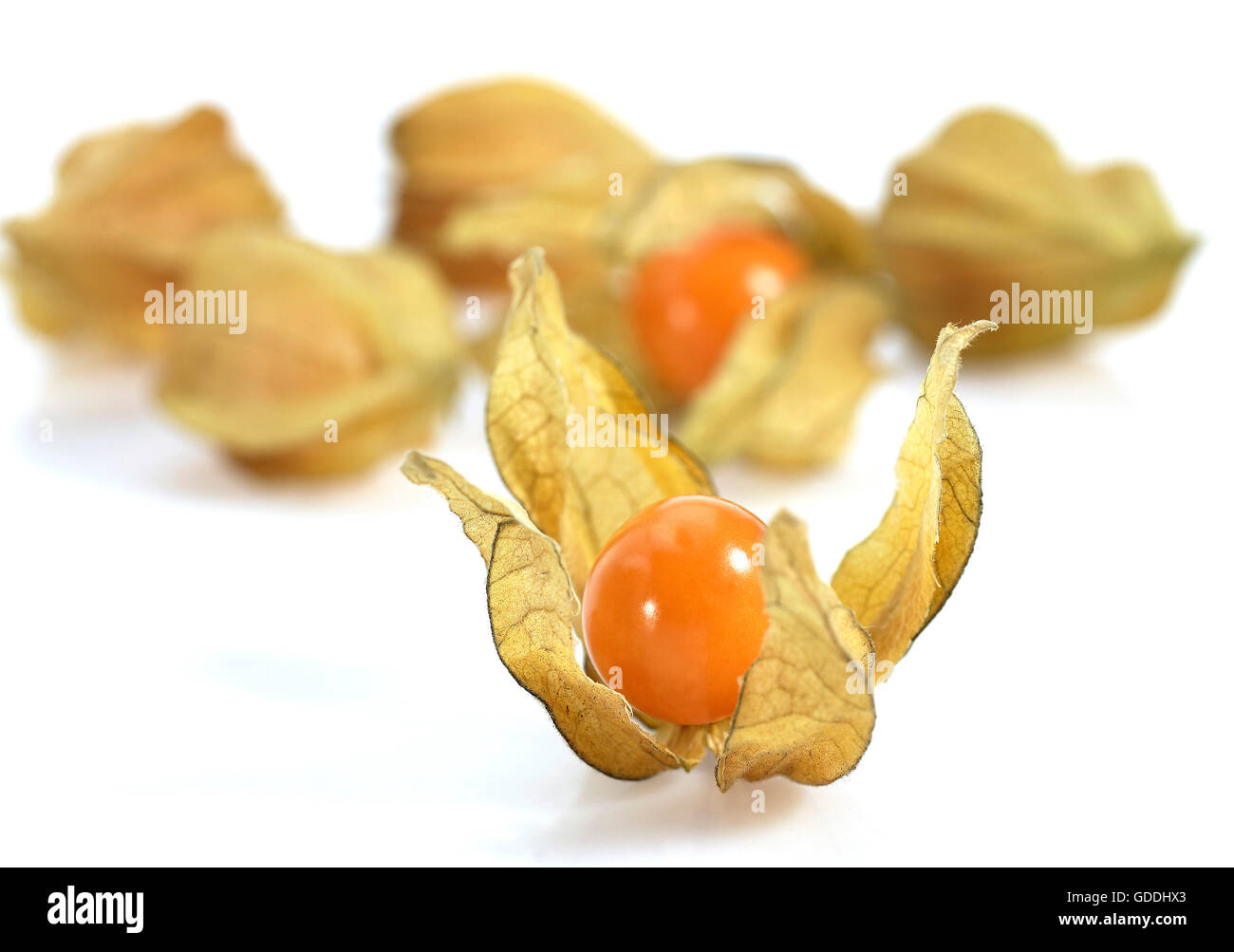 Chinesische Laterne Obst, Physalis Alkekenge, Früchte vor weißem Hintergrund Stockfoto